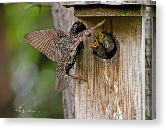 Feeding Starlings Canvas Print featuring the photograph Feeding Starlings by Torbjorn Swenelius
