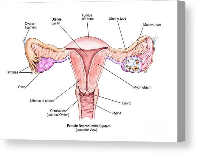 Science Canvas Print featuring the photograph Female Reproductive System by Spencer Sutton