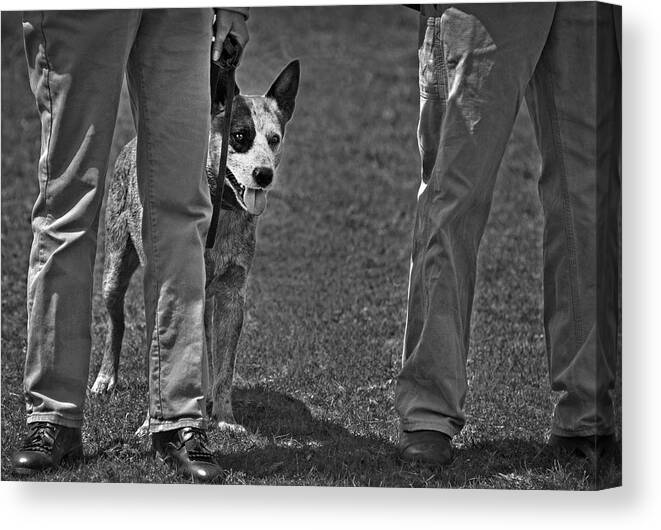 Field Trials Canvas Print featuring the photograph Field Trials by Robert Dann