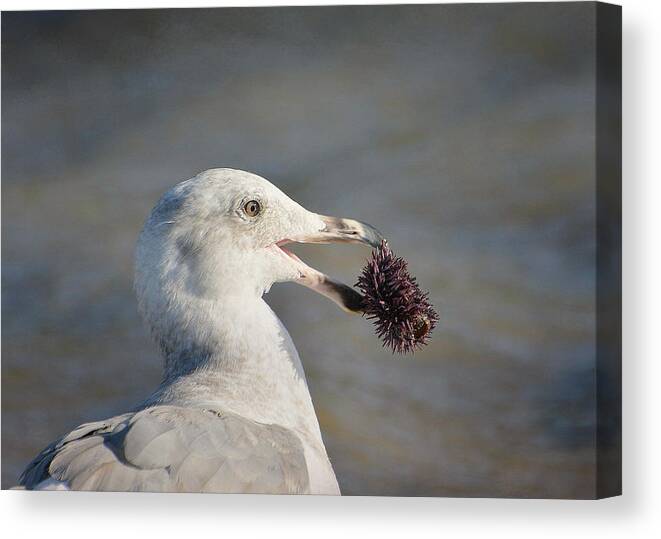 Seagull Canvas Print featuring the photograph Finders Keepers by Fraida Gutovich