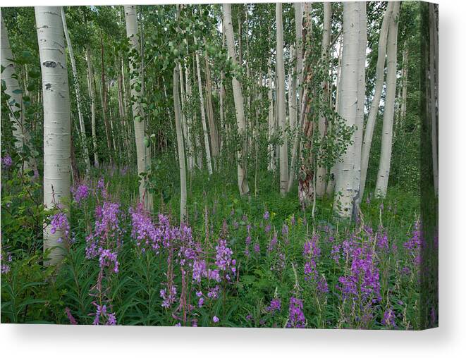 Forest Canvas Print featuring the photograph Fireweed and Aspen by Cascade Colors