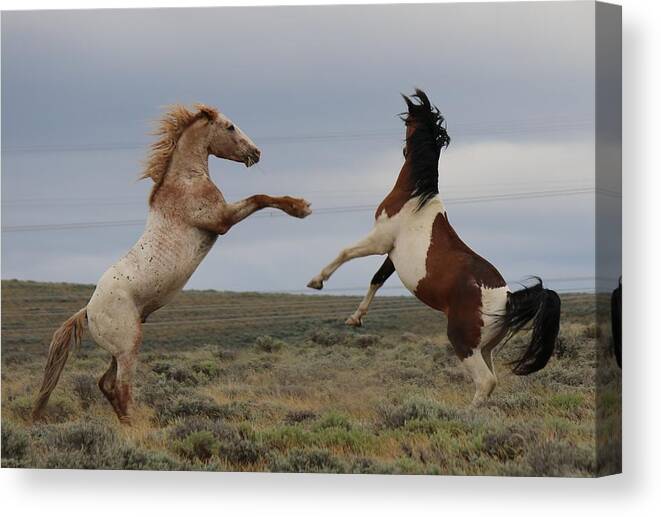  Canvas Print featuring the photograph Fist Fight by Christy Pooschke