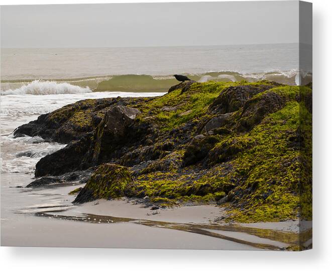 Bird Canvas Print featuring the photograph Flight Jitters by Francis Trudeau