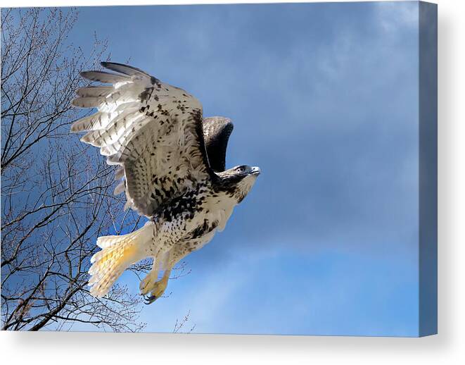 Redtail Hawk Canvas Print featuring the photograph Flight of the Red tail by Bill Wakeley