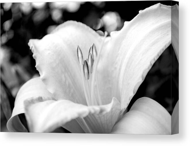 Backyard Canvas Print featuring the photograph Flora 6 by Mary Beth Landis