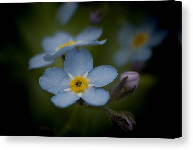 Blue Canvas Print featuring the photograph Flower Dream IV by Celso Bressan