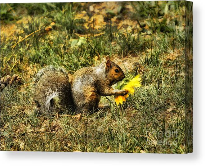 Squirrel Canvas Print featuring the photograph Flower for Mama by Clare VanderVeen