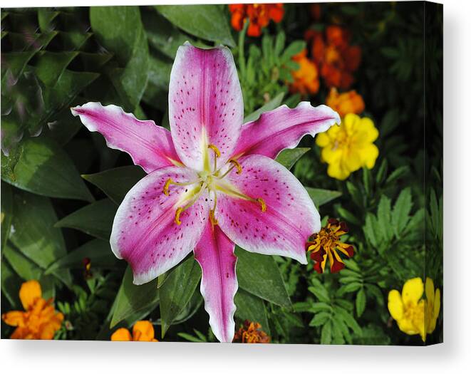 Flowers Canvas Print featuring the photograph Flower Garden by George Davidson