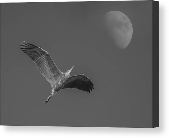 Loree Johnson Canvas Print featuring the photograph Fly Me to the Moon by Loree Johnson