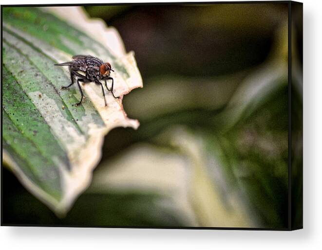 Fly Canvas Print featuring the pyrography Fly on Leaf 2 by Jeffrey Platt