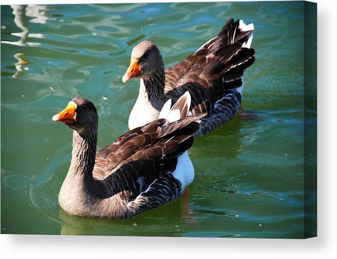 Two Geese Canvas Print featuring the photograph Follow the Leader by Linda Segerson