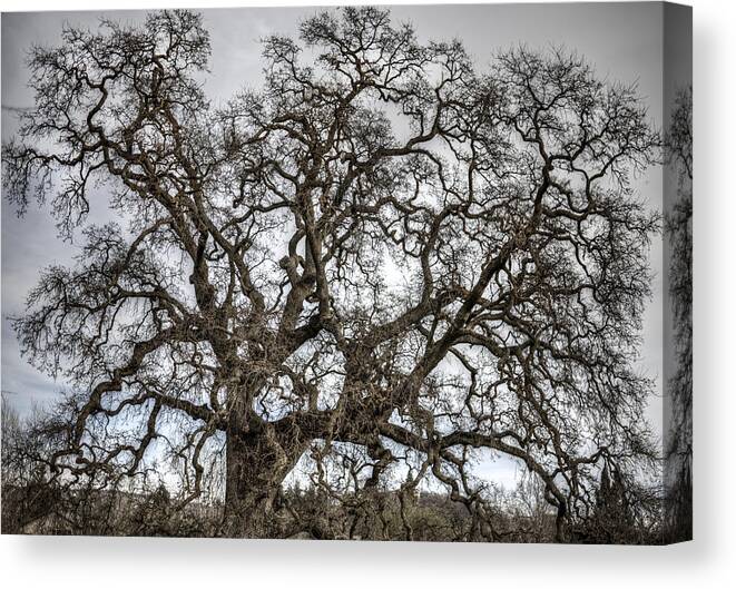 Tree Canvas Print featuring the photograph Folsom Old Oak by Diego Re