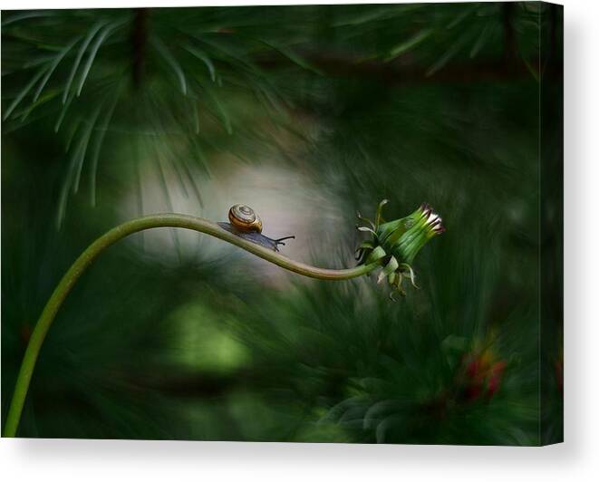 Snail Canvas Print featuring the photograph Forest Nook by Izis