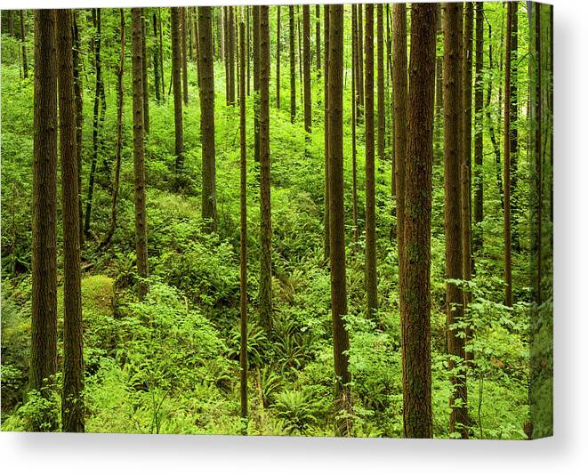 Scenics Canvas Print featuring the photograph Forest Park by Bob Pool