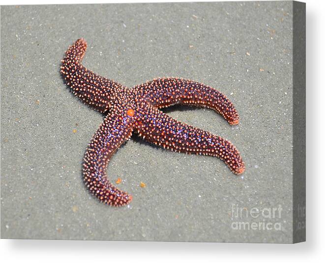 Starfish Canvas Print featuring the photograph Four Legged Starfish by Kathy Baccari