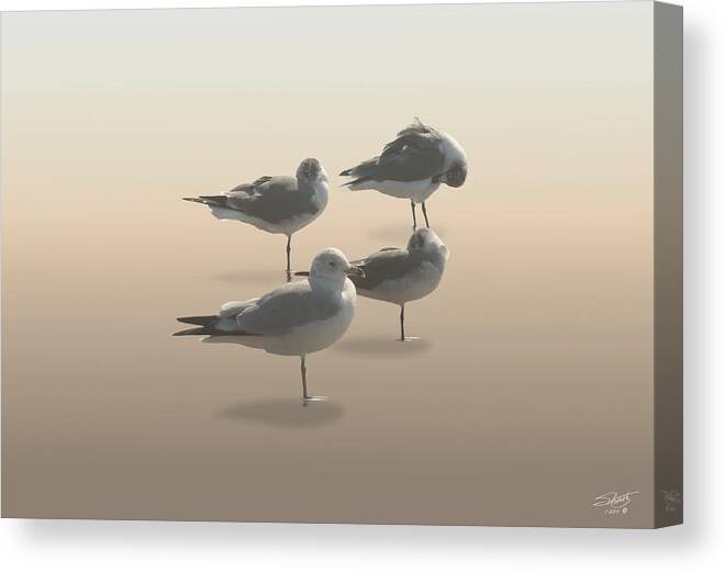 Seagull Canvas Print featuring the digital art Four Seagulls on Sand Key by M Spadecaller