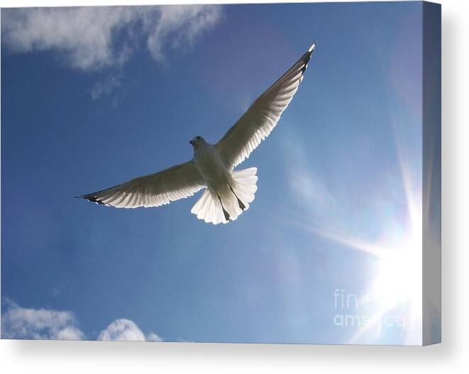 Seagull Canvas Print featuring the photograph Freedom Flight by Jackie Mueller-Jones