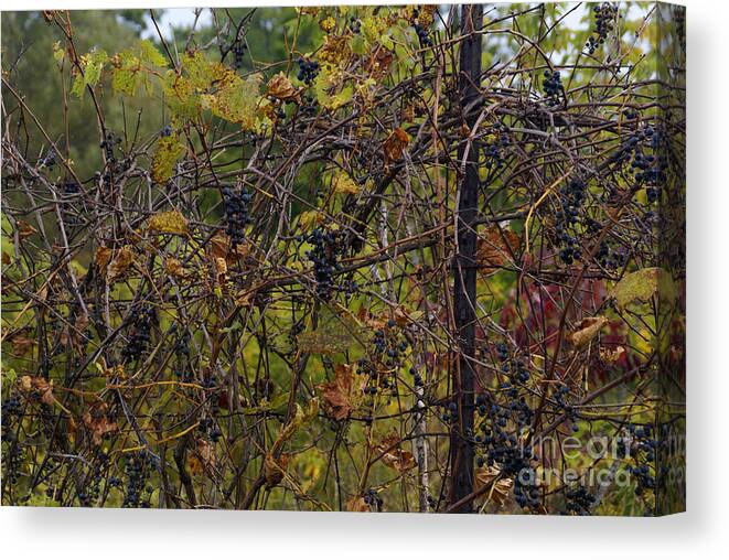 Wild-grape Canvas Print featuring the photograph From August Until Frost by Linda Shafer