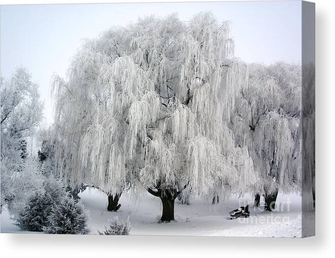 Tinas Captured Moments Canvas Print featuring the photograph Frosted Willow Trees by Tina Hailey