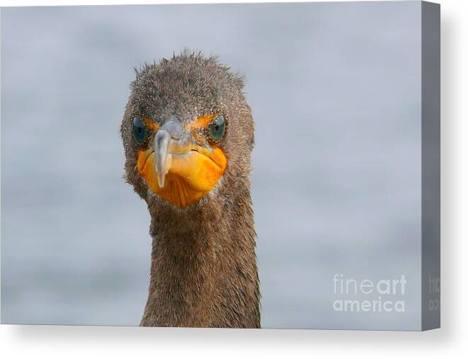 Alive Canvas Print featuring the photograph Funny looking Bird by Amanda Mohler