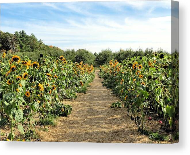 Sunflowers Canvas Print featuring the photograph Garden of Sunflowers by Janice Drew