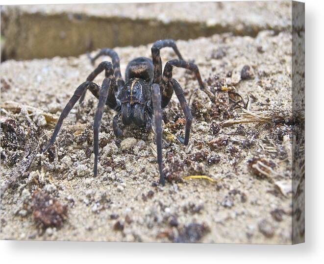 Spider Canvas Print featuring the photograph Garden Visitor 0808 by Michael Peychich