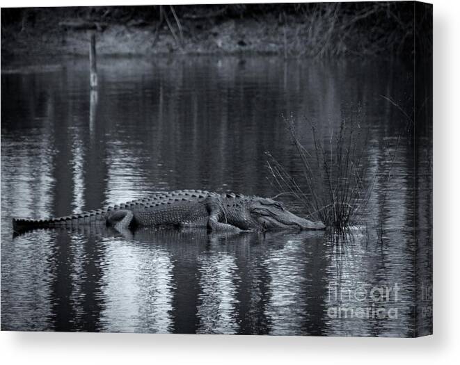 Alligator Canvas Print featuring the photograph Gator Tale by Southern Photo