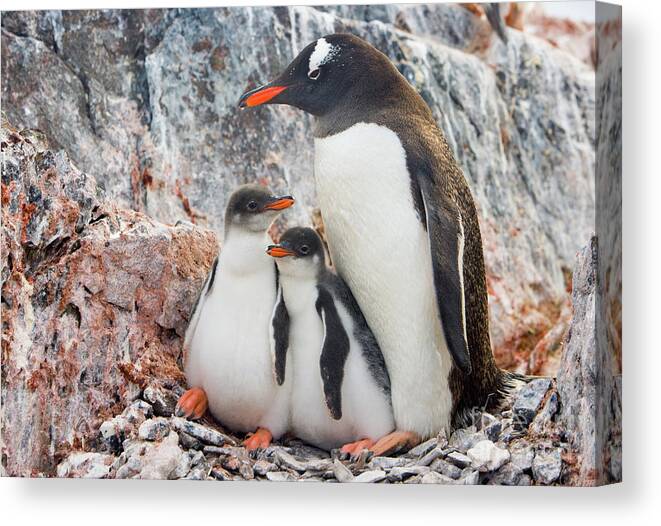 00345581 Canvas Print featuring the photograph Gentoo Penguin Family on Booth Isl by Yva Momatiuk and John Eastcott