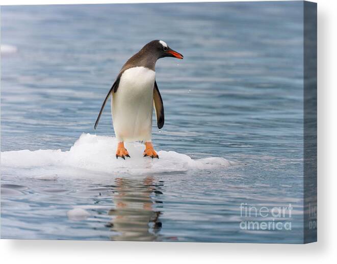 00345569 Canvas Print featuring the photograph Gentoo Penguin On Antarctic Ice Floe by Yva Momatiuk John Eastcott
