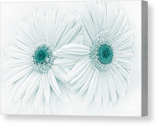 Daisy Canvas Print featuring the photograph Gerber Daisy Flowers in Teal by Jennie Marie Schell