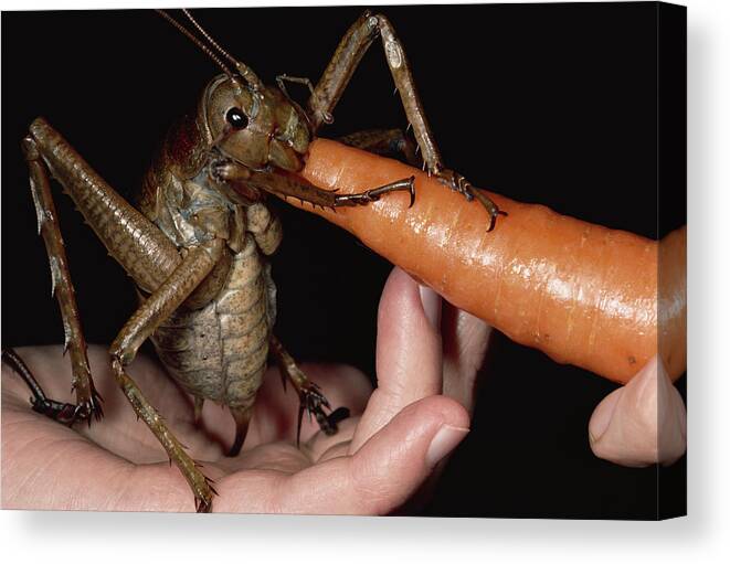 Feb0514 Canvas Print featuring the photograph Giant Weta Eating A Carrot New Zealand by Mark Moffett