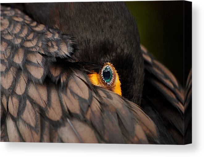 Bird Canvas Print featuring the photograph Glancing by Lorenzo Cassina