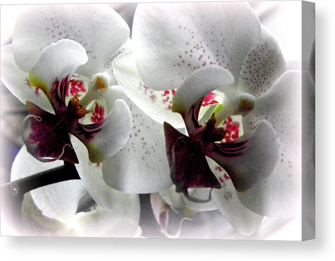 White Orchid Canvas Print featuring the photograph Glowing White Orchids by Kim Galluzzo Wozniak
