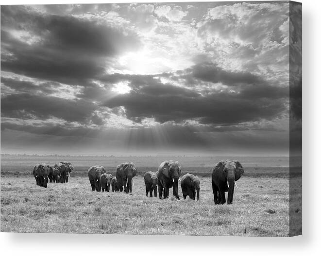 Elephant Canvas Print featuring the photograph Going To Rest by Jorge Llovet