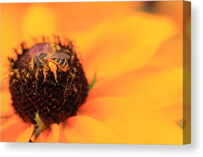 Summer Canvas Print featuring the photograph Gold Dust by Shelley Neff