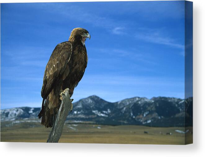 Feb0514 Canvas Print featuring the photograph Golden Eagle by Konrad Wothe