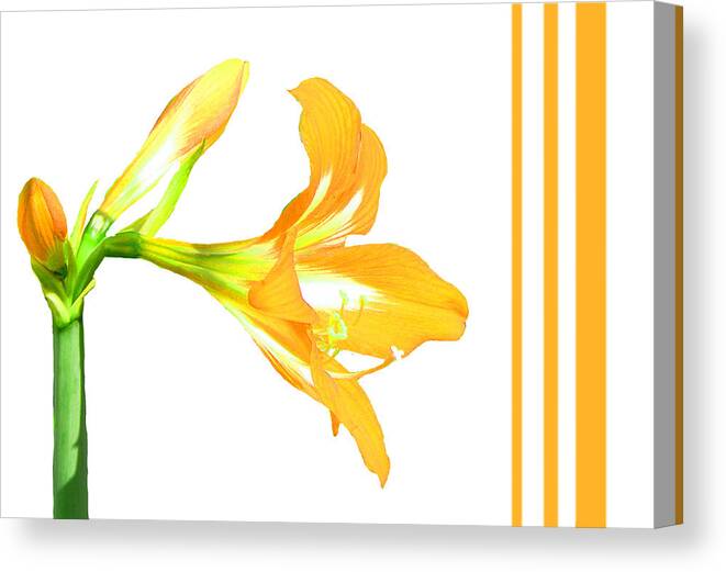 Lily Canvas Print featuring the photograph Golden Lily by Rosalie Scanlon