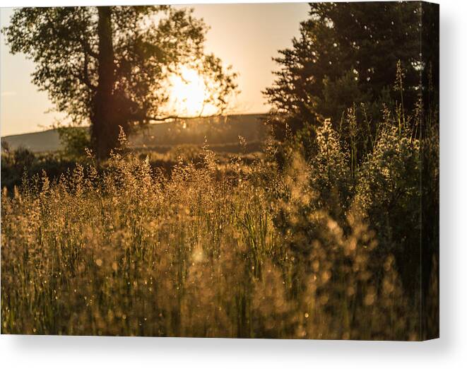 Grand Teton Canvas Print featuring the photograph Golden Starts by Kristopher Schoenleber