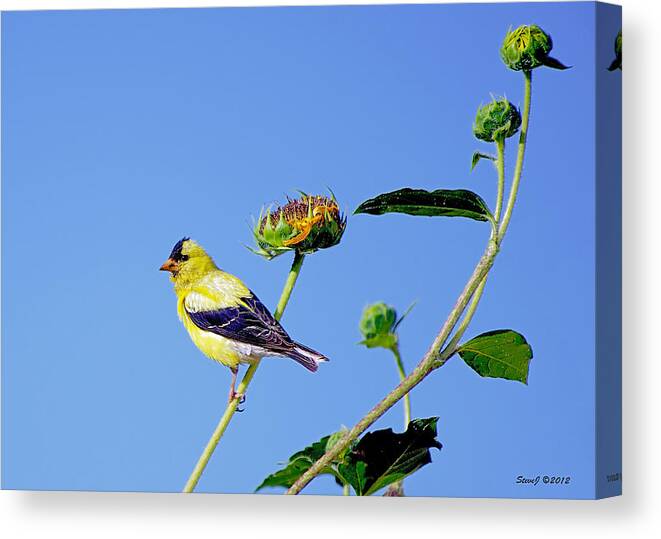 American Goldfinch Canvas Print featuring the photograph Goldfinch on Stem by Stephen Johnson