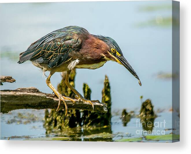 Green Feathers Canvas Print featuring the photograph Good Green Fisher by Cheryl Baxter