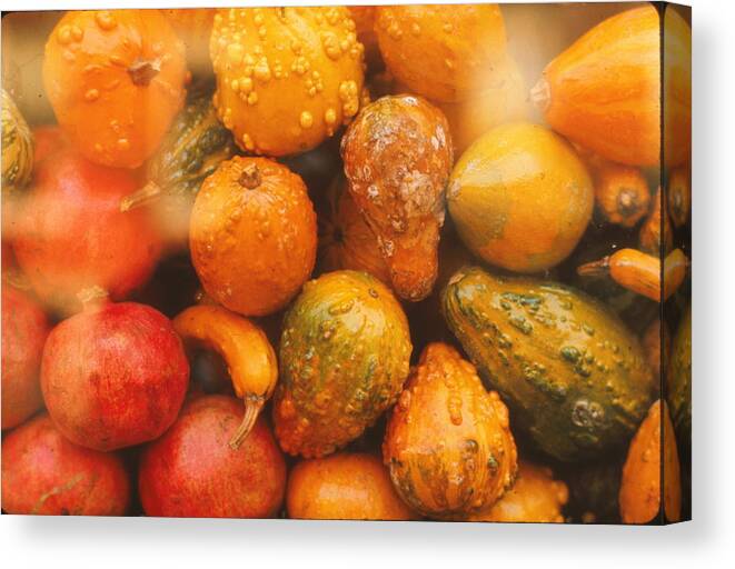 Fall Gourds Canvas Print featuring the photograph Gorgeous Gourds by Ira Shander