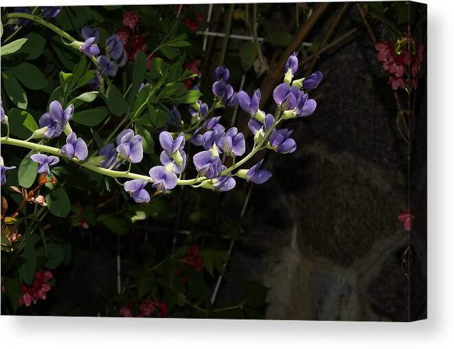 Flowers Canvas Print featuring the photograph Graceful Blossoms by Margie Avellino