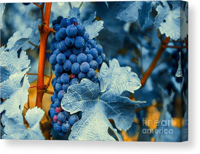 Blue Canvas Print featuring the photograph Grapes - Blue by Hannes Cmarits