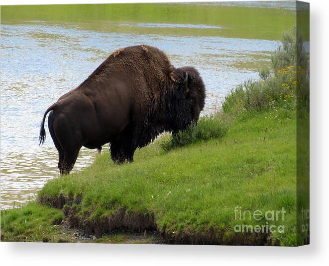 Yellowstone Canvas Print featuring the photograph Grass On The Other Side. Yellowstone Bison by Ausra Huntington nee Paulauskaite