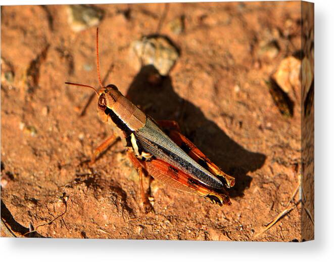 Insect Canvas Print featuring the photograph Grasshopper 003 by George Bostian