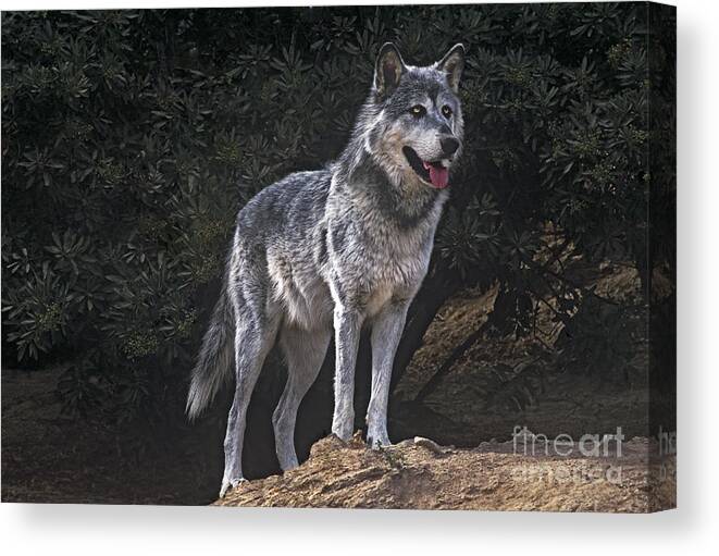 Gray Wolf Canvas Print featuring the photograph Gray Wolf on Hillside Endangered Species Wildlife Rescue by Dave Welling