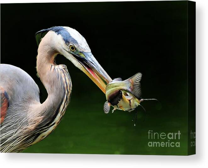 Heron Canvas Print featuring the photograph Great Blue Heron And The Catfish by Kathy Baccari