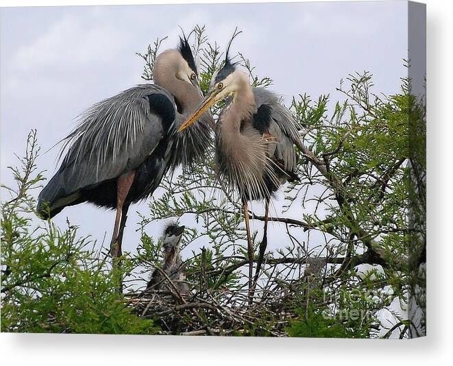 Birds Canvas Print featuring the photograph Great Blue Heron Family by Kathy Baccari