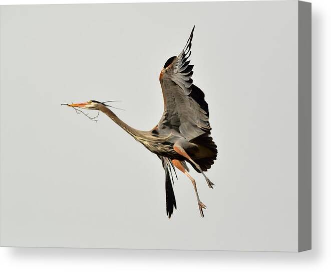 Wildlife Canvas Print featuring the photograph Great Blue Heron in flight by Kathy King