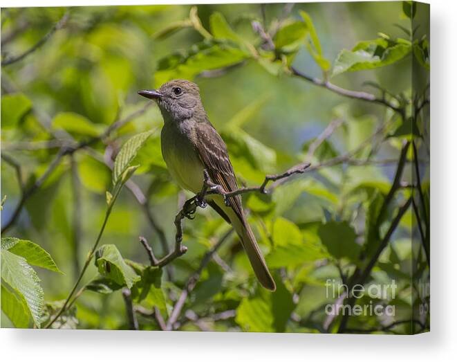 Great Crested Flycatcher Canvas Print featuring the photograph Great Crested Flycatcher by Dan Hefle